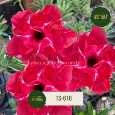 Imagem de Planta Rosa do Deserto buque vermelha TS610 - UNIFLORA