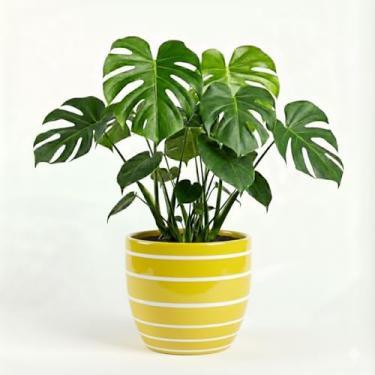 Imagem de Genérico, Vaso Cônico, Uso Interno, Tamanho M, Cinza, Resina, Decorativo, Redondo, Chão, Vaso de Plantas, 11x12x10 cm