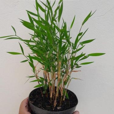 Imagem de Mini bambu no vaso - Orquídeas & Cia