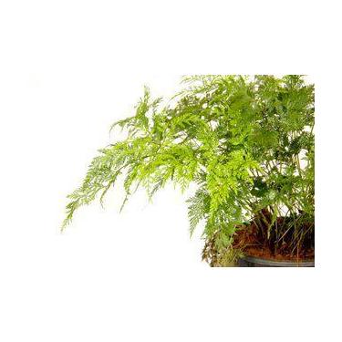 Imagem de Muda de Renda Portuguesa Altura de 0,10 cm a 0,30 cm - Plantas