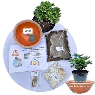 Imagem de Kit Bonsai Faça Você Mesmo Com Uma Muda De Tuia Anã - Vaso Cerâmica La