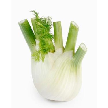 Imagem de Funcho Doce/Erva Doce - 1.50gramas de Sementes - ISLA Sementes