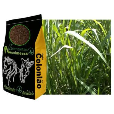 Imagem de 5kg sementes capim colonião pastagem melhorada e resistente - Sementes