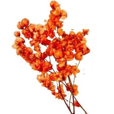 Imagem de Maço de bougainville  - Flores Desidratadas - Decoração Enfeite SecasF