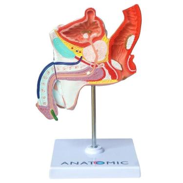 Imagem de Patologias Do Sistema Urogenital Masculino, Anatomia