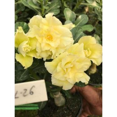 Imagem de Rosa do deserto L26 amarela Perfumada  - Dm Rosa do deserto