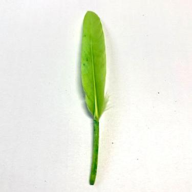 Imagem de Pena de Pato Pequena p/ Artesanatos Uso Escolar 60 unidades - Plumas e