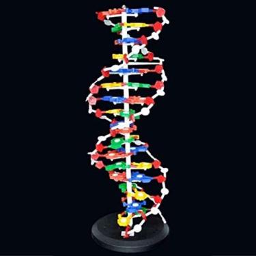 Imagem de Modelo de estrutura de dupla hélice do DNA Modelo de estrutura molecular Bp Gene Materiais de ciências biológicas
