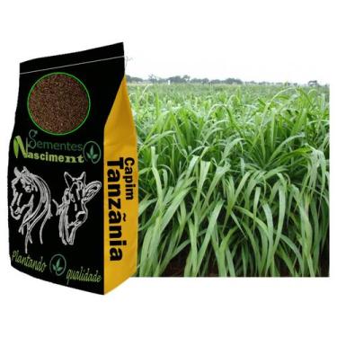 Imagem de 1kg Sementes de capim Tanzãnia para pastagem excelente para Caprinos /