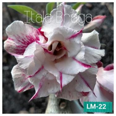 Imagem de 01 Rosa Do Deserto Floração Tripla LM-22 - ItaloBragaRD