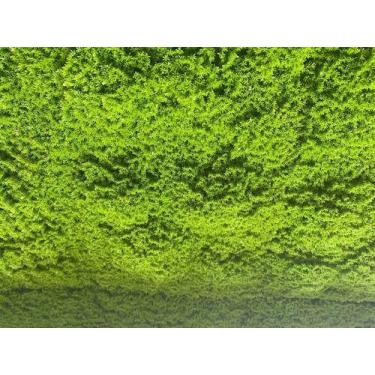 Imagem de Kit 4 Painéis De Folhagem Jardins Artificiais Externos Musgo - CASA3D 