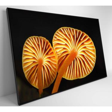 Imagem de Quadro Cogumelo Da Amazônia Medidas 60x40 Cm Impressão Adesivo Fotográfico