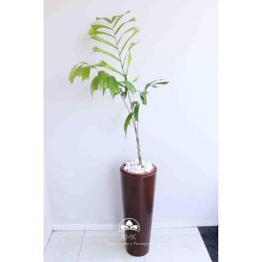 Imagem de Kit Jardinagem - Rabo de Raposa - AMK - Jardinagem e Paisagismo