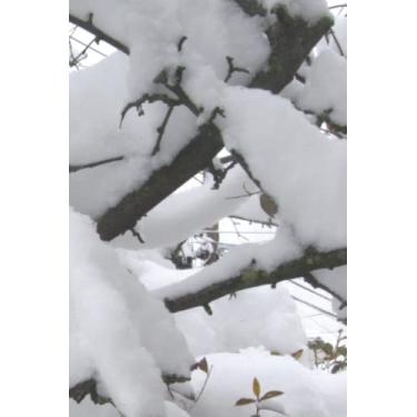 Imagem de Libreta con papel de ramas nevadas: A5, a color