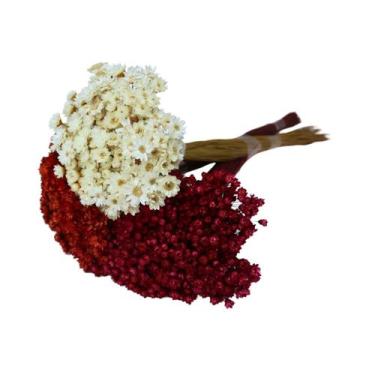 Imagem de Kit Sempre Viva 3 Cores - Branca, Vermelha e Marsala - Pense Flores