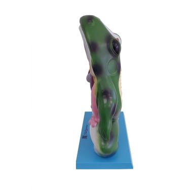 Imagem de Anatomia do Sapo em Resina Anatomic