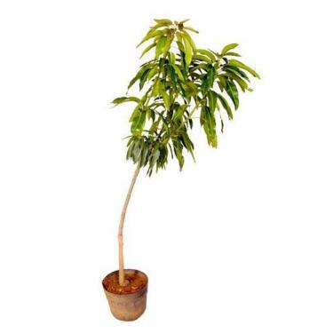 Imagem de Muda de Manga Itamaracá Altura de 0,80 cm a 1,20 - Plantas