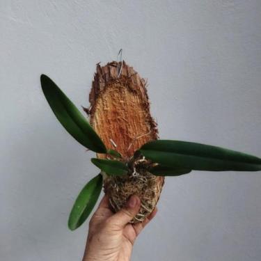 Imagem de Cattleya muda na madeira (cores variadas) - Orquídeas & Cia