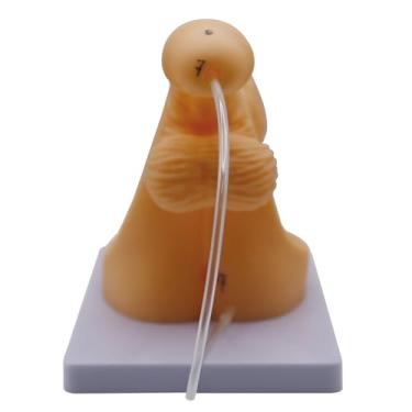 Imagem de DRXRD Modelo de cateterismo modelos anatômicos internos externos genital PVC anatomia modelo prática de enfermagem para ensino clínico médico e treinamento prático (masculino)