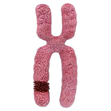 Imagem de YIJU Modelo de cromossomo x, estrutura submicroscópica da meiose do cromossomo humano, organela da meiose para estudo de modelo médico