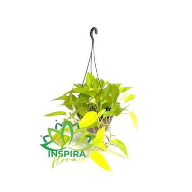 Imagem de Planta Jiboia Verde Neon Pendente Pendurar Decoração Presente Dia Das 