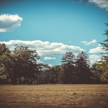 Imagem de Quadro Decorativo Natureza com Árvores Pinheiro e Céu - Decoração de Parede Moderna Tamanho 40x40cm