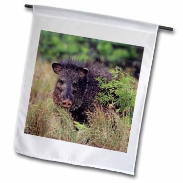 Imagem de 3dRose Fl_94558_1 Bandeira de jardim com alvarinho, Javelina, Vida Selvagem, Texas-Us44 Rnu0160-Rolf Nussbaumer, 30 x 45 cm