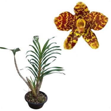 Imagem de Muda Orquidea Tigre Gigante Grammatophyllum Speciosum Rainha A Maior Do Mundo Planta Rara Exótica Resistente A Sol
