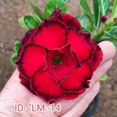 Imagem de Rosa do deserto tripla vermelha LM14 - dm rosa do deserto