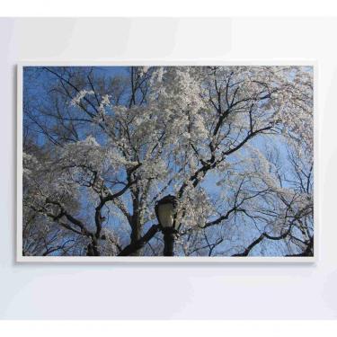 Imagem de Quadro árvore Cerejeira 60x40 Cm Adesivo Fotográfico