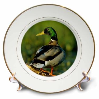 Imagem de Placa de porcelana 3D Rose Mallard macho no tronco em Wetland-Marion County-Illinois, 20 cm