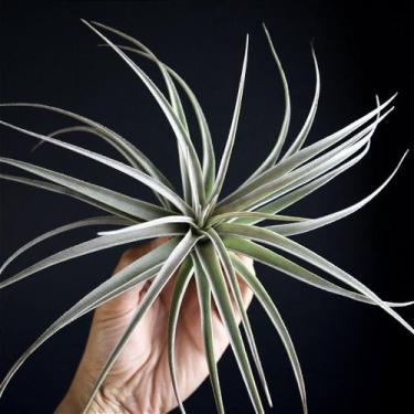 Imagem de Bromélia Tillandsia Pohliana - Planta Exótica para Decoração - Orquidá