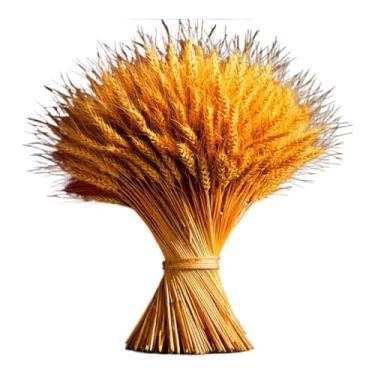 Imagem de Talos De Trigo Secos — Adequados Para BuquêS, Arranjos De Mesa, DecoraçõEs De Casamento E Festas.(200)