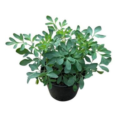 Imagem de Muda De Arruda Legítima 30cm Planta Natural Aromática Boas Energias - 