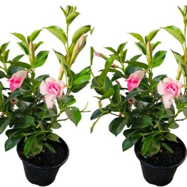 Imagem de Dipladenia flor rosa combo com 2 uni e vaso - greenhouse