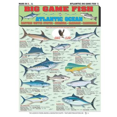 Imagem de Identificação de peixes grandes do Oceano Atlântico nº 1 (Leste dos Estados Unidos, Bermudas, Bahamas, Caribe) - Guia de referência rápida à prova d'água | Portátil e construído para durar | Frente e