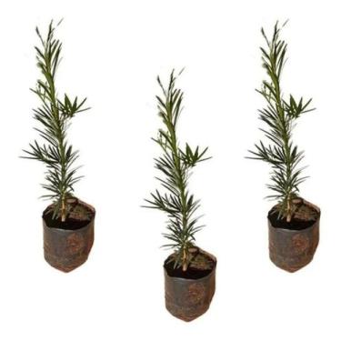 Imagem de Kit Com 3 Mudas De Podocarpo - Cerca Viva - AMK - Jardinagem e Paisagi