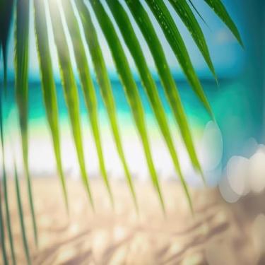 Imagem de Quadro Decorativo Com Estampa Blur de Natureza Tropical Folhas de Palma Verdes 40x40cm