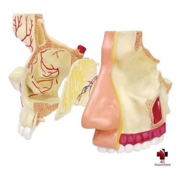 Imagem de Anatomia do Nariz e Olfato - 4D MasterMed