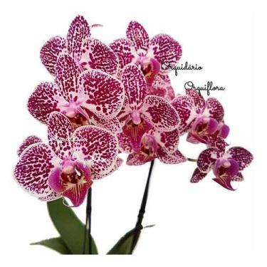 Imagem de Orquídea Mini Phalaenopsis Exótica Flor Planta Adulta N71 - no brand