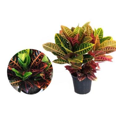 Imagem de Muda de Croton Hibrido 20 a 40cm AMK - Plantas Online - AMK Jardinagem