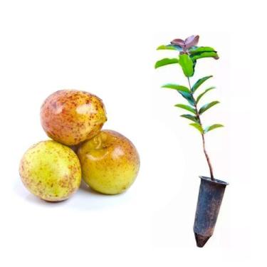 Imagem de Muda de Mangaba 20 a 40cm AMK - Plantas Online - AMK Jardinagem e Pais