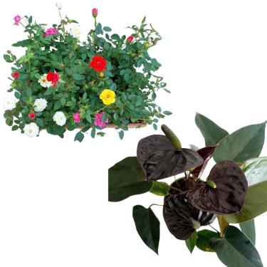 Imagem de Kit Mini Rosas Coloridas e Mini Antúrio Negro, Plantas Ornamentais para Interior e Exterior, 20-40 cm