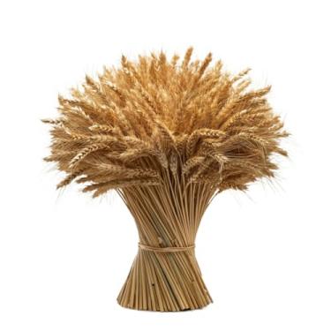 Imagem de 400 Hastes Trigo Seco Para Decoração Elegante Convites Casamento Arranjos Artesanato Ramo Maços Ceia(100)