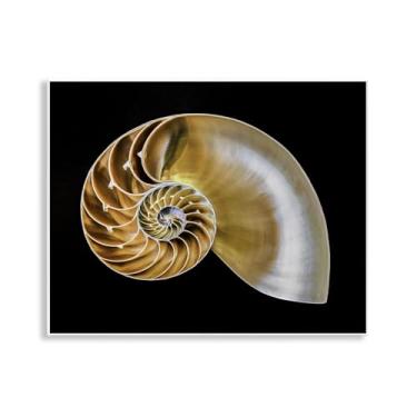 Imagem de Stupell Industries Concha de Nautilus Tan em arte de placa de parede preta, design de Mary Lou Johnson, 14 x 11
