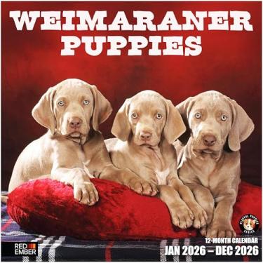 Imagem de RED EMBER Weimaraner Puppies 2026 Calendário de parede 12 meses | 30,5 cm x 61 cm aberto | Papel grosso e resistente | Presente | Calendário 2026