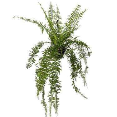 Imagem de Samambaia Estrela Cadente Adubada Cuia 25 Pendente Decoração - Inspira