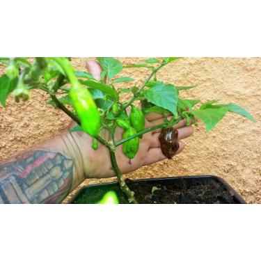 Imagem de Sementes de pimenta Bhutlah Chocolate 10 unidades - no-brand
