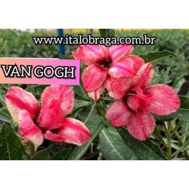 Imagem de 01 Rosa Do Deserto Importada VAN GOGH Dobrada