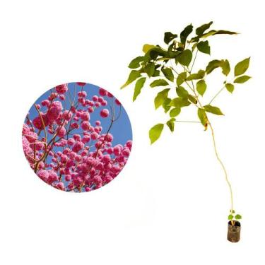 Imagem de Muda De Ipê Rosa 0,50cm a 0,80cm - Plantas
